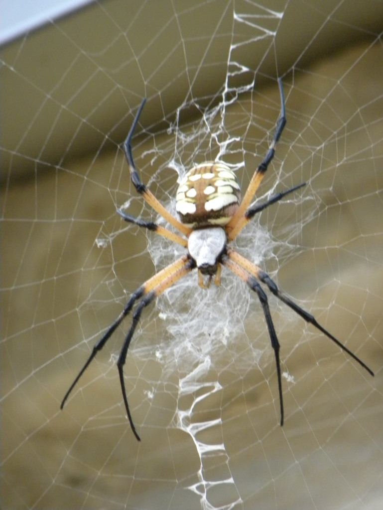Diane's Texas Garden: Yellow Garden Spider