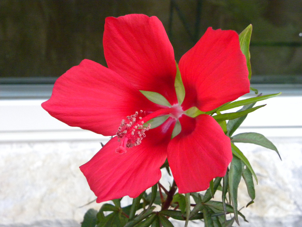 Diane's Texas Garden Texas Star Hibiscus