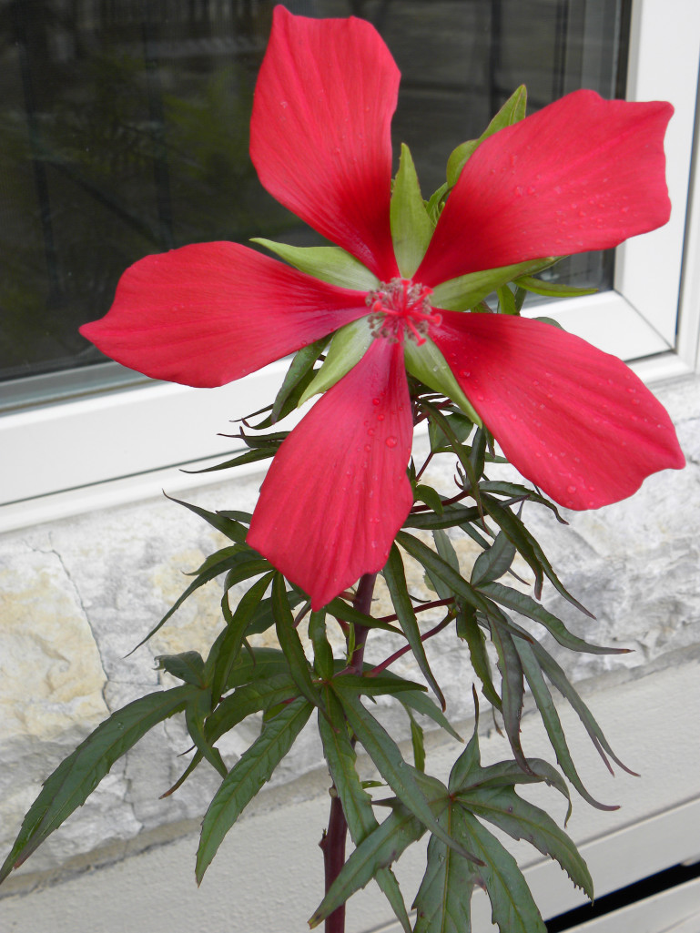 Diane's Texas Garden: Texas Star Hibiscus