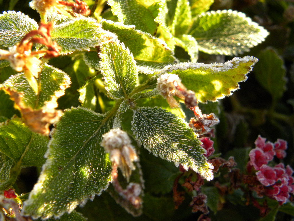 Diane's Texas Garden First Frost of the Season