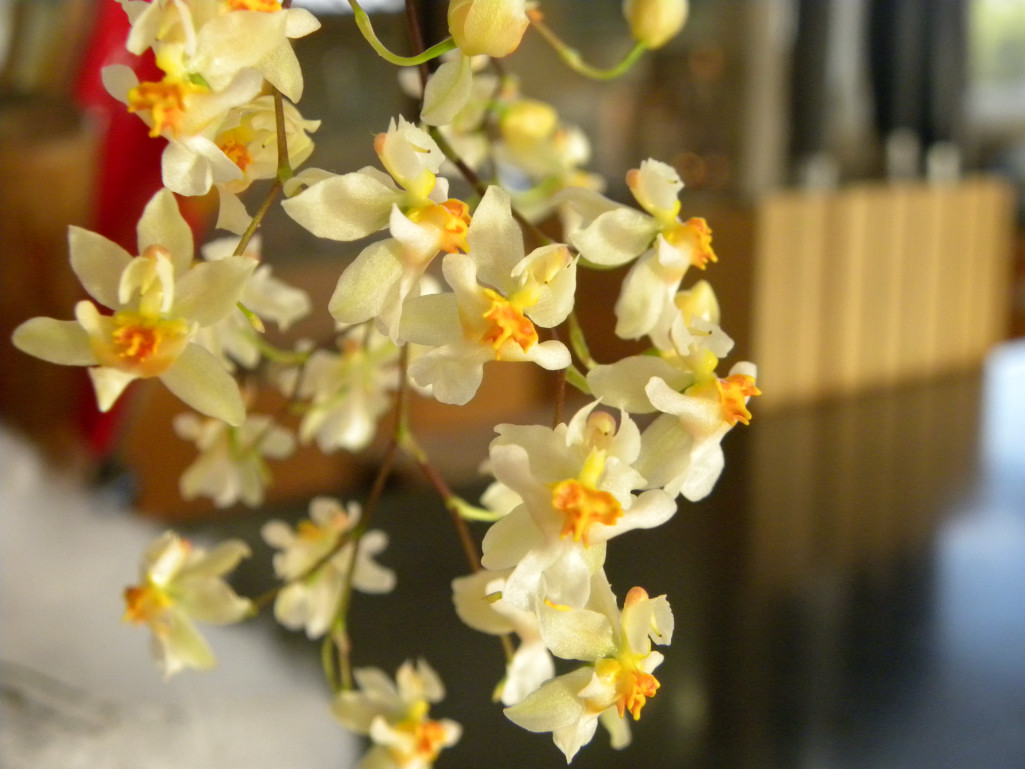 Diane's Texas Garden Christmas Orchid