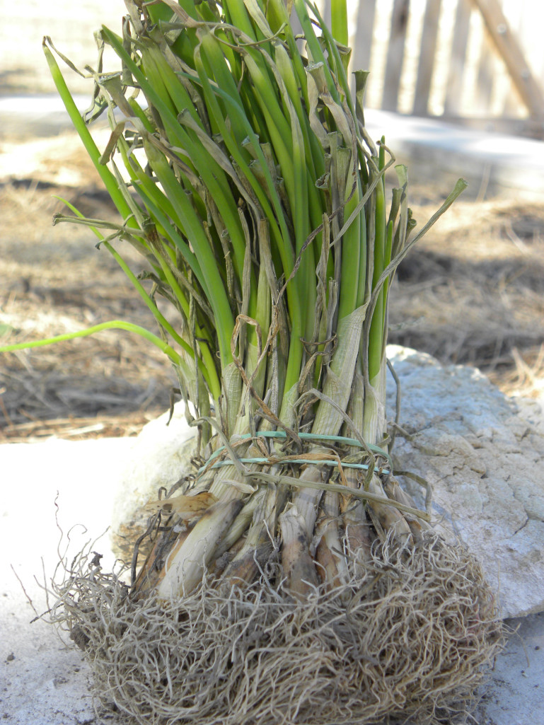Diane's Texas Garden First Spring PlantingOnions