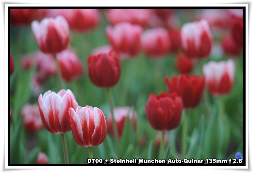 [ParkIsland_Tulip_03.JPG]