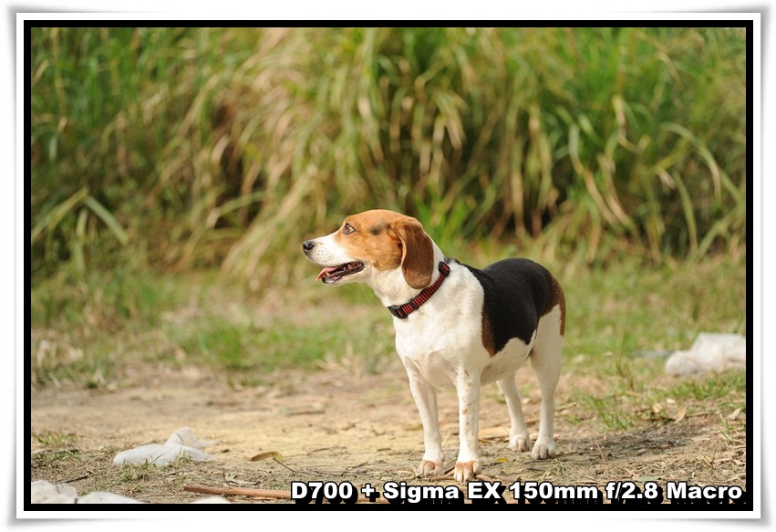 [DogDogNSW_b_14.JPG]