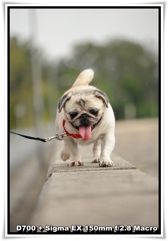 [DogDogNSW_b_17.JPG]