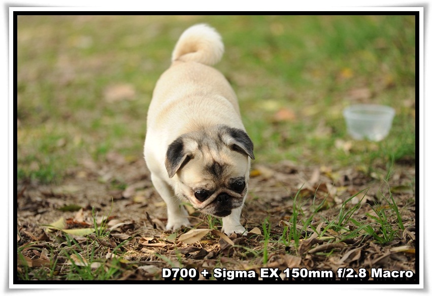 [DogDogNSW_b_12.JPG]