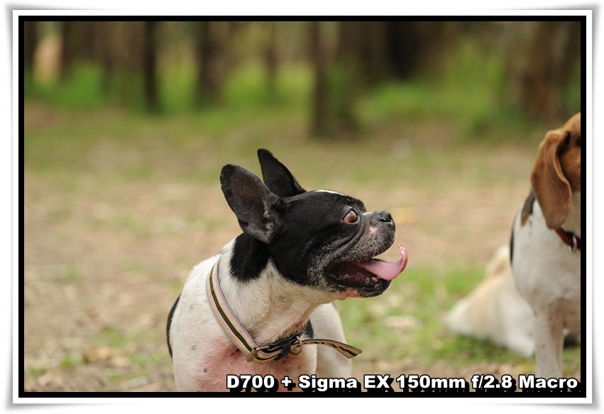 [DogDogNSW_b_03.JPG]