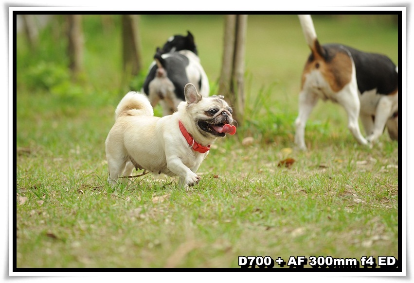 [DogDogNSW_a_01.JPG]