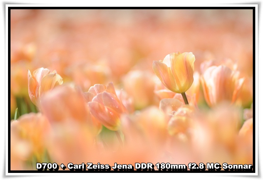 [tulip_11.JPG]