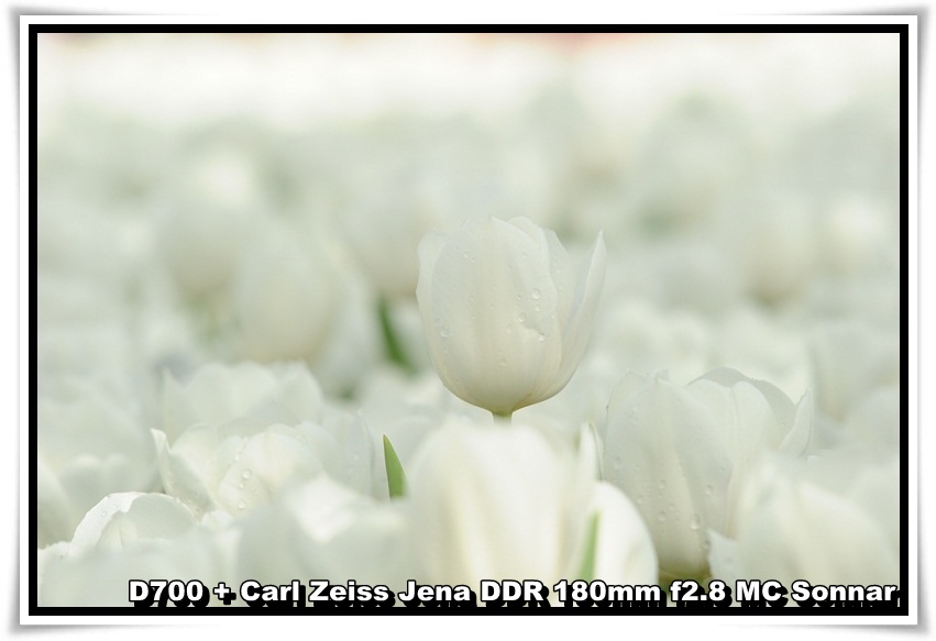 [tulip_04.JPG]
