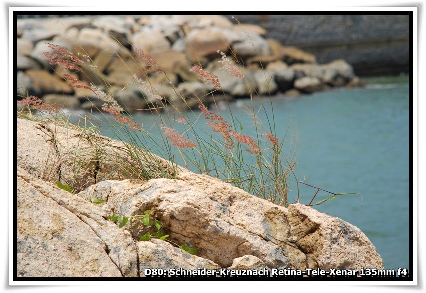 [DSC_7628_PengChau.JPG]