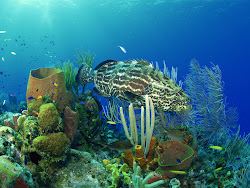 underwater landscape wallpapers coral under sea fish ocean background landscapes desktop creatures deep scene nature animal computer cool river plants