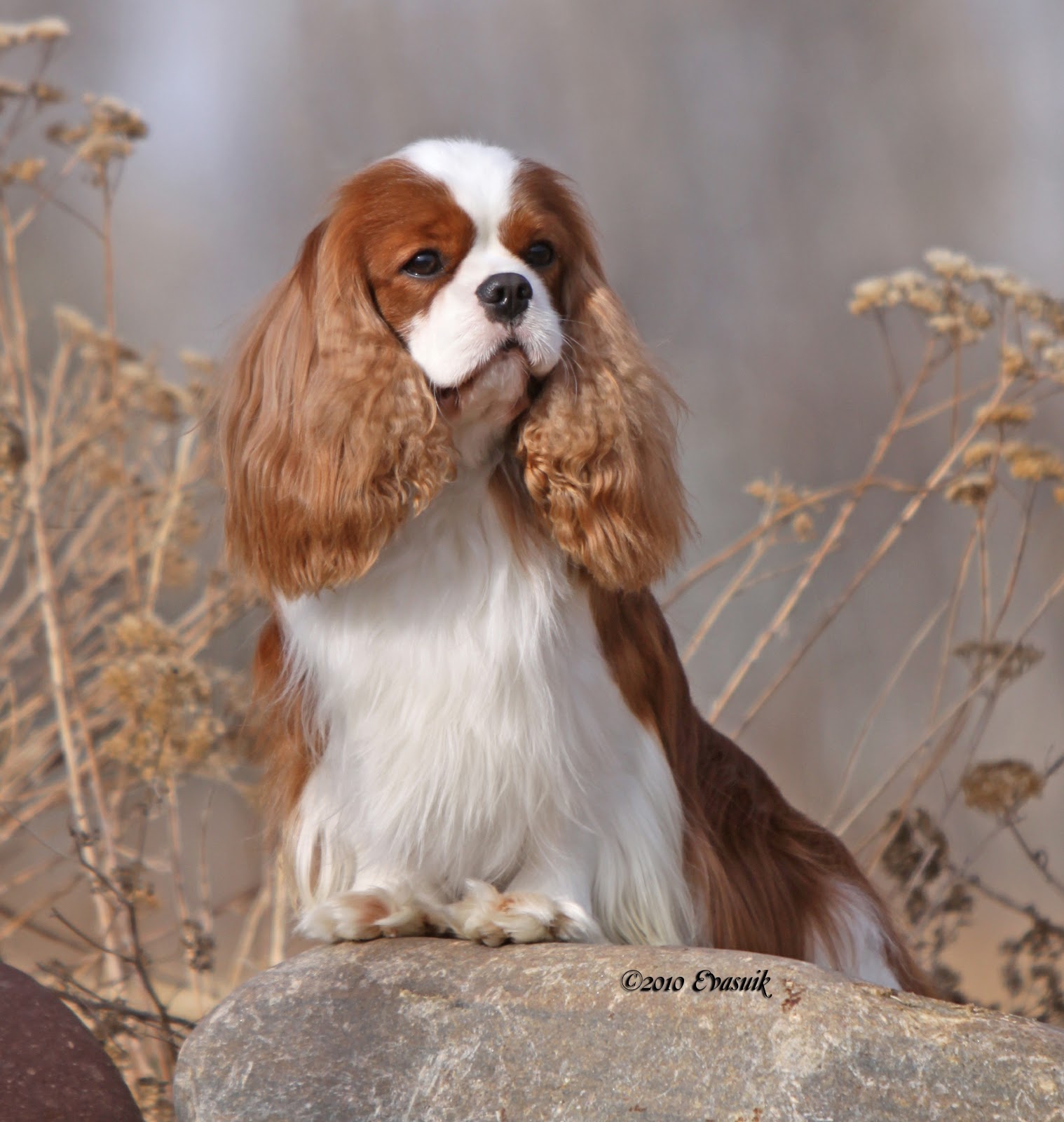 The Creative Clique King Charles of Cavalier Spaniels