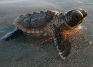 Sea Turtle Baby