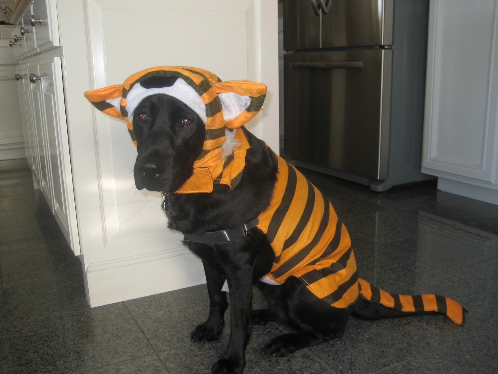 Lynne's Book Reviews Book News and Dog Costumes