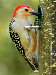 texas woodpecker woodpeckers bellied se feeders seed flying birding wildlife watching going below tweet