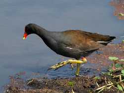 birds texas bend brazos wildlife common birding se lake watching wading usual edges cre american though