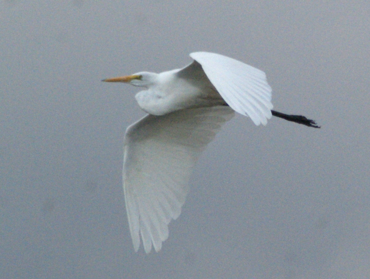 SE Texas Birding & Wildlife Watching Cooks Slough, Uvalde