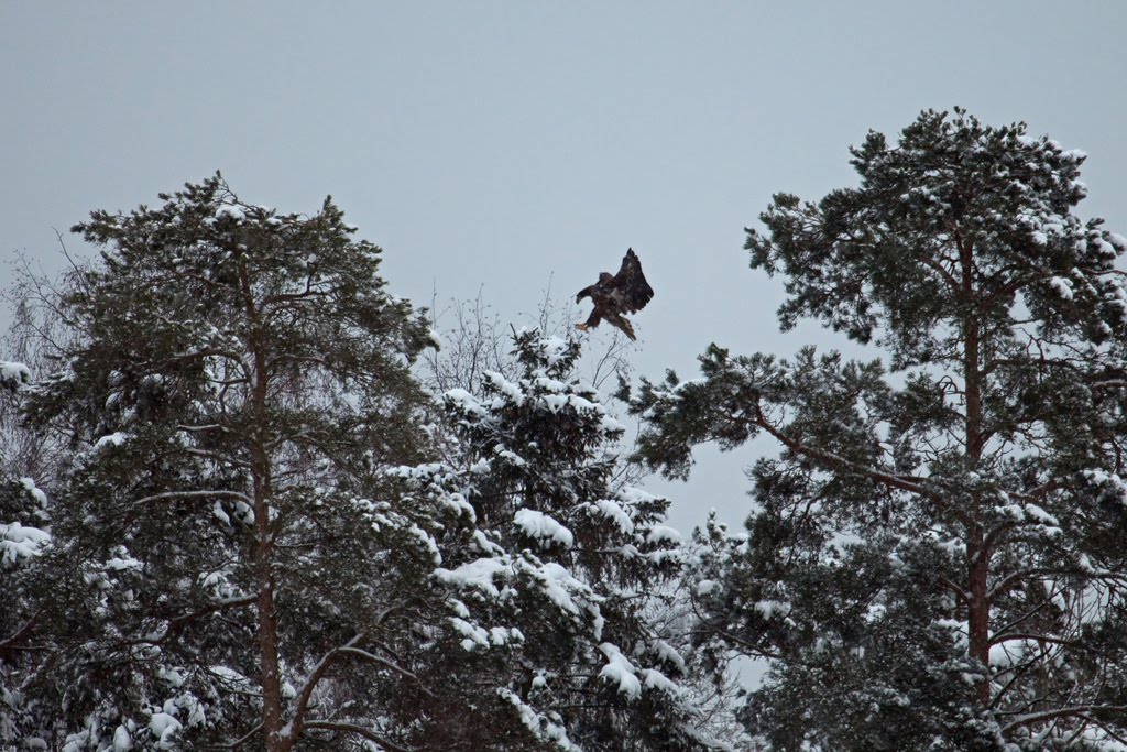 [Merikotka+4.jpg]