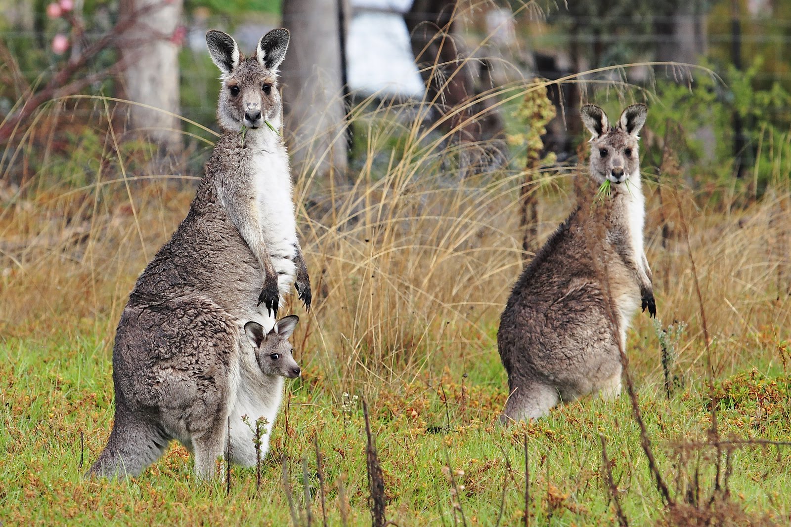 Alluring Australia What Is Known For The Kangaroo Is Australia S National Symbol And Logo Of Country Airline Carrier Quantas