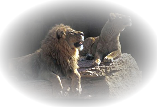 El cuento de los tres leones