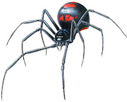 The black spider black widow spider
