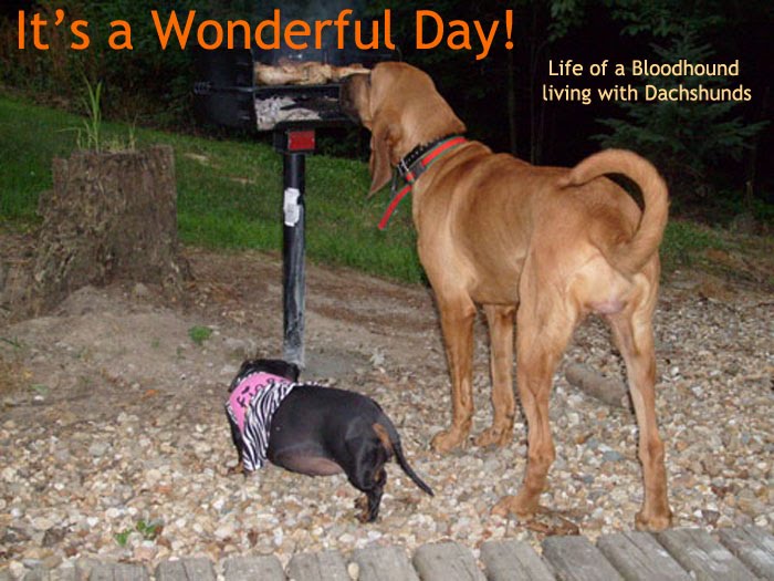 It's a Wonderful Day! Annie the Bloodhound