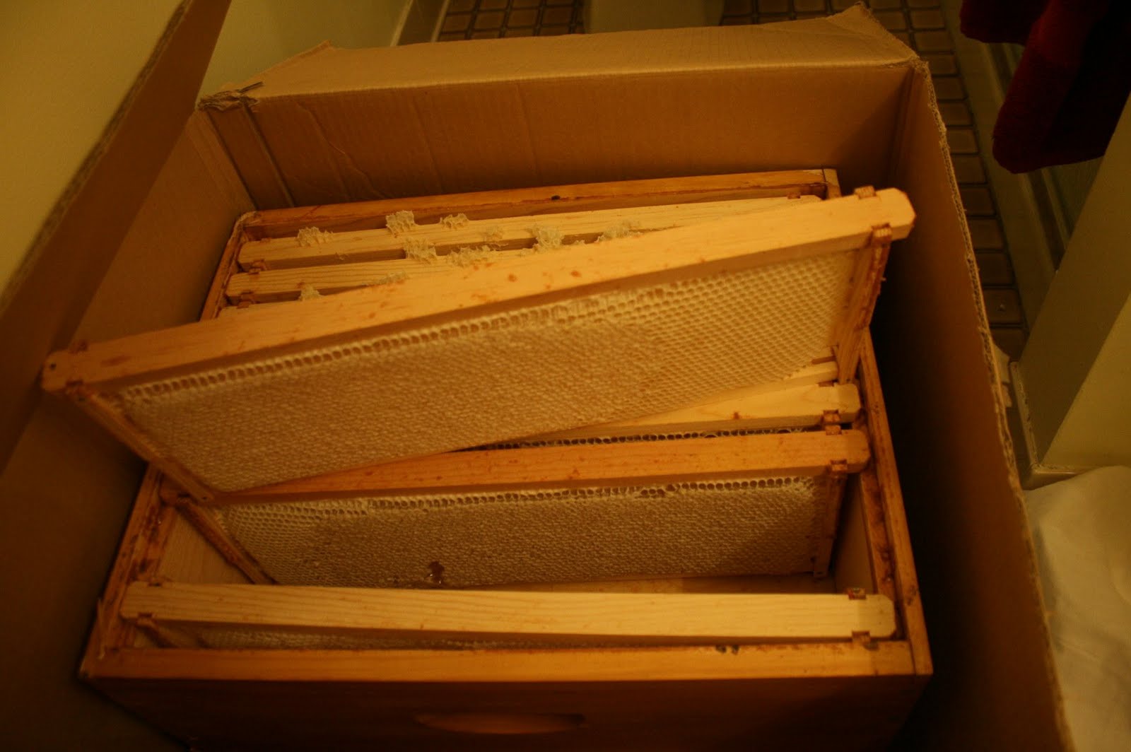 Apivia First Honey Harvest