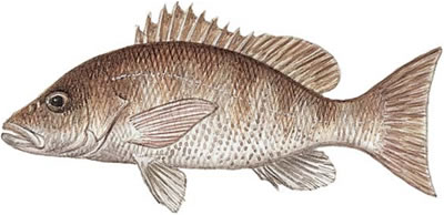 Lutjanus griseus Clearance