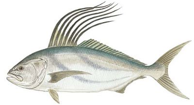 Fish Identification: Roosterfish (Nematistius pectoralis)