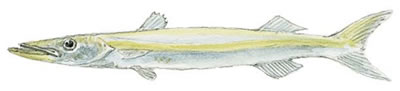 Fish Identification: Guaguanche (Sphyraena guachancho)