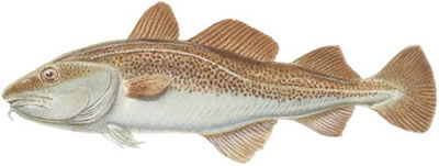 Atlantic Cod (Gadus morhua)