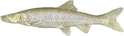Northern Squawfish (Ptychocheilus oregonensis)