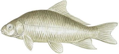 Fish Identification Smallmouth Buffalo (Ictiobus bubalus)