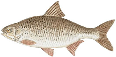 Fish Identification: Rudd (Scardinius erythrophthalmus)