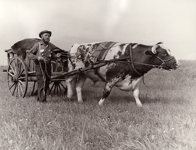 Delmar Hagen during 1958 Minnesota Centennial oxcart trek