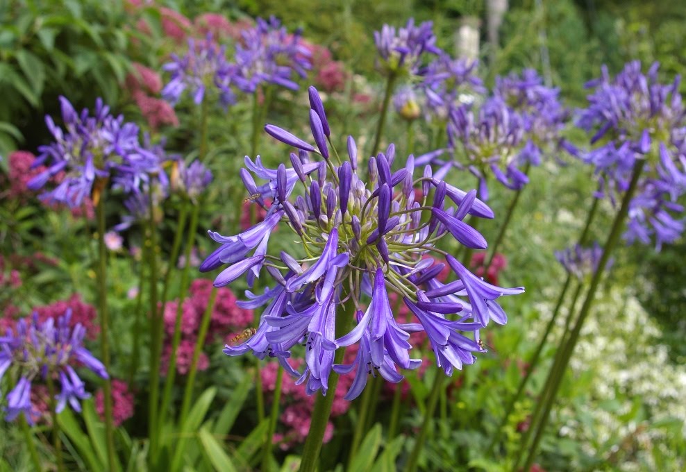 John Grimshaw's Garden Diary: The varied colours of Agapanthus