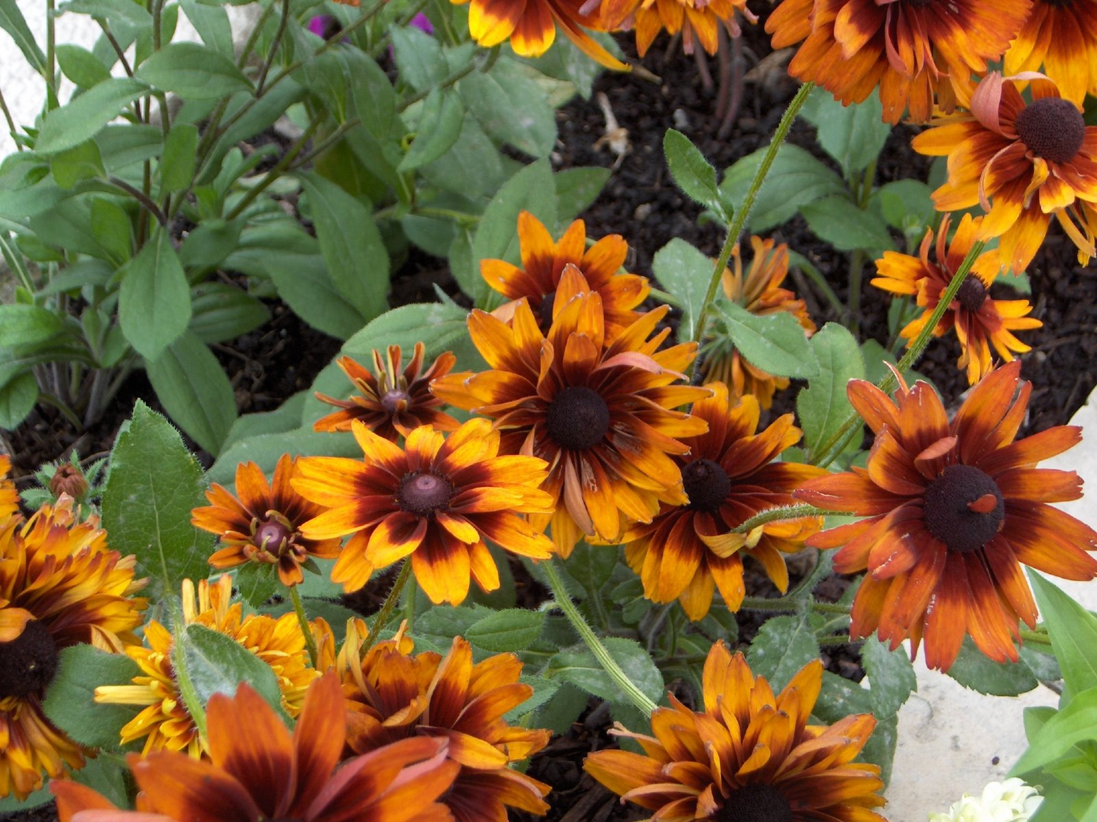 [flowers+2.JPG]
