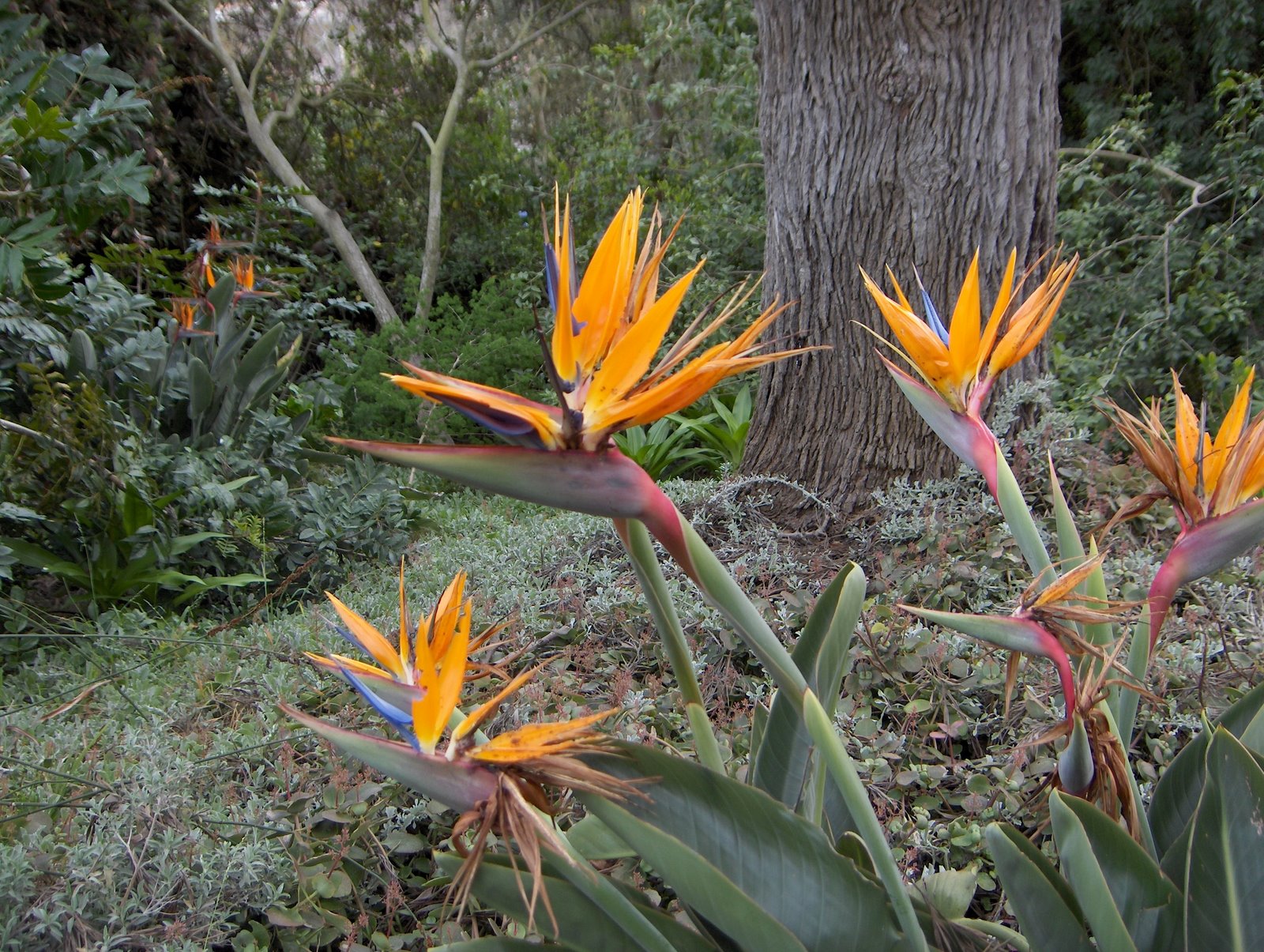 [Bird+of+Paradise.JPG]