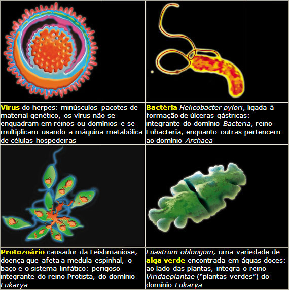 Os Microrganismos