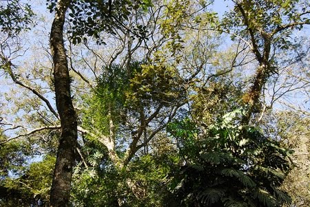 Estação Ecológica Estadual Antônio Mujica Nava | Rondônia Estação Ecológica Estadual Antônio Mujica Nava | Rondônia