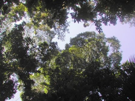 Reserva Biológica do Abufari | Amazonas
