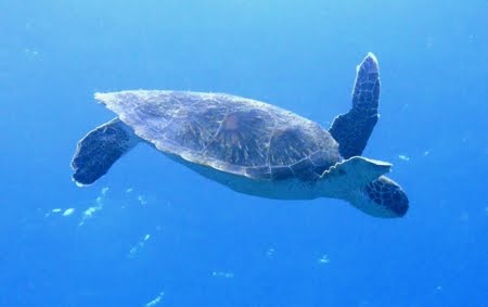 Tartaruga Caretta caretta Tartaruga Caretta caretta
