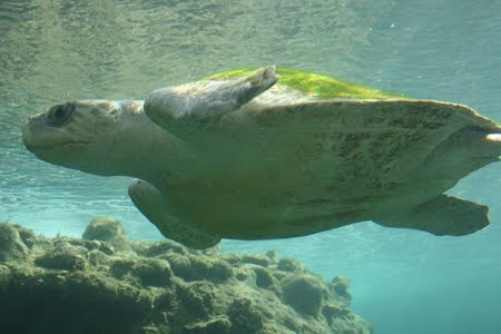 Lepidocheys olivacea Lepidocheys olivacea