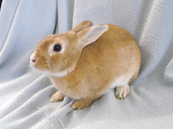RabbitsForAdoption ADOPTED! Orangecicle Golden Rabbit For Adoption
