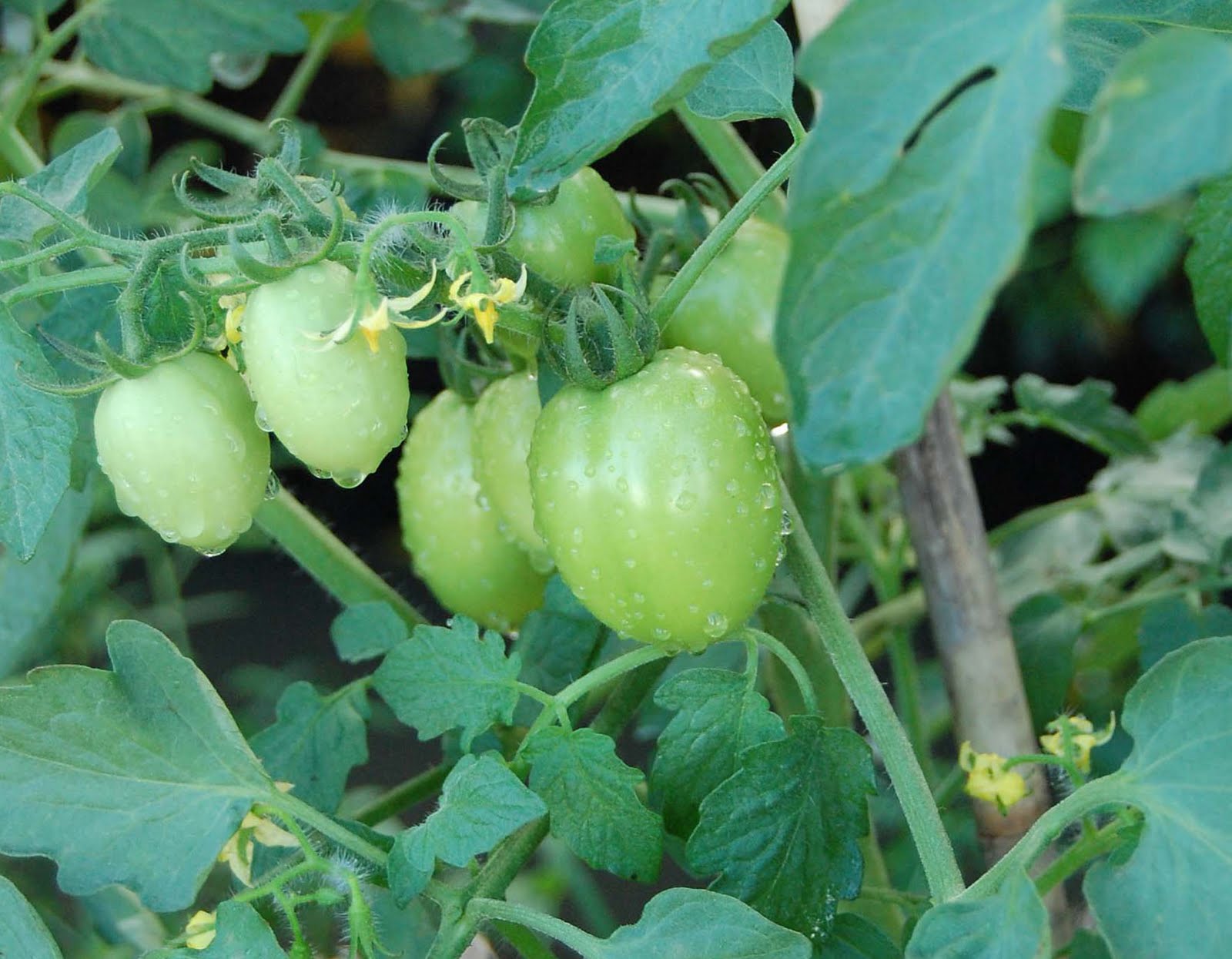 m3clicks Fresh Green tomatoes