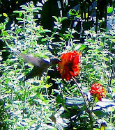 Hummingbird & Rose