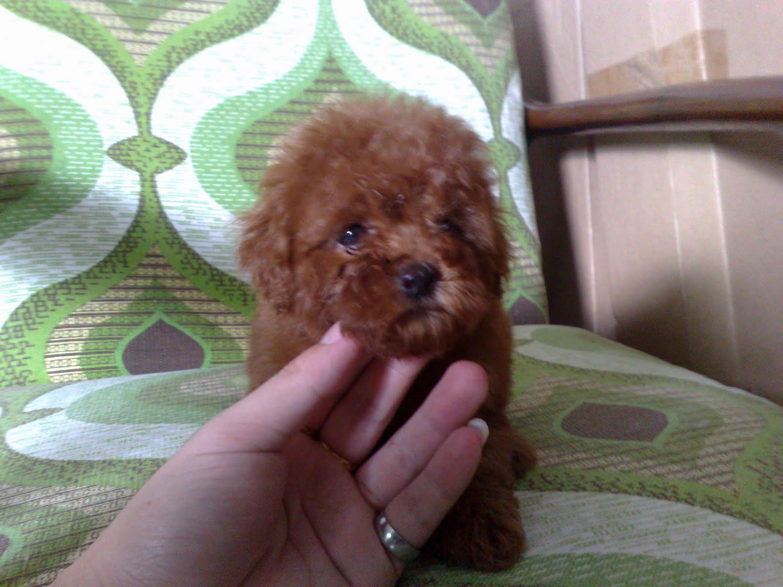 LovelyPuppy: Super Red Male Toy Poodle Puppy(SOLD)
