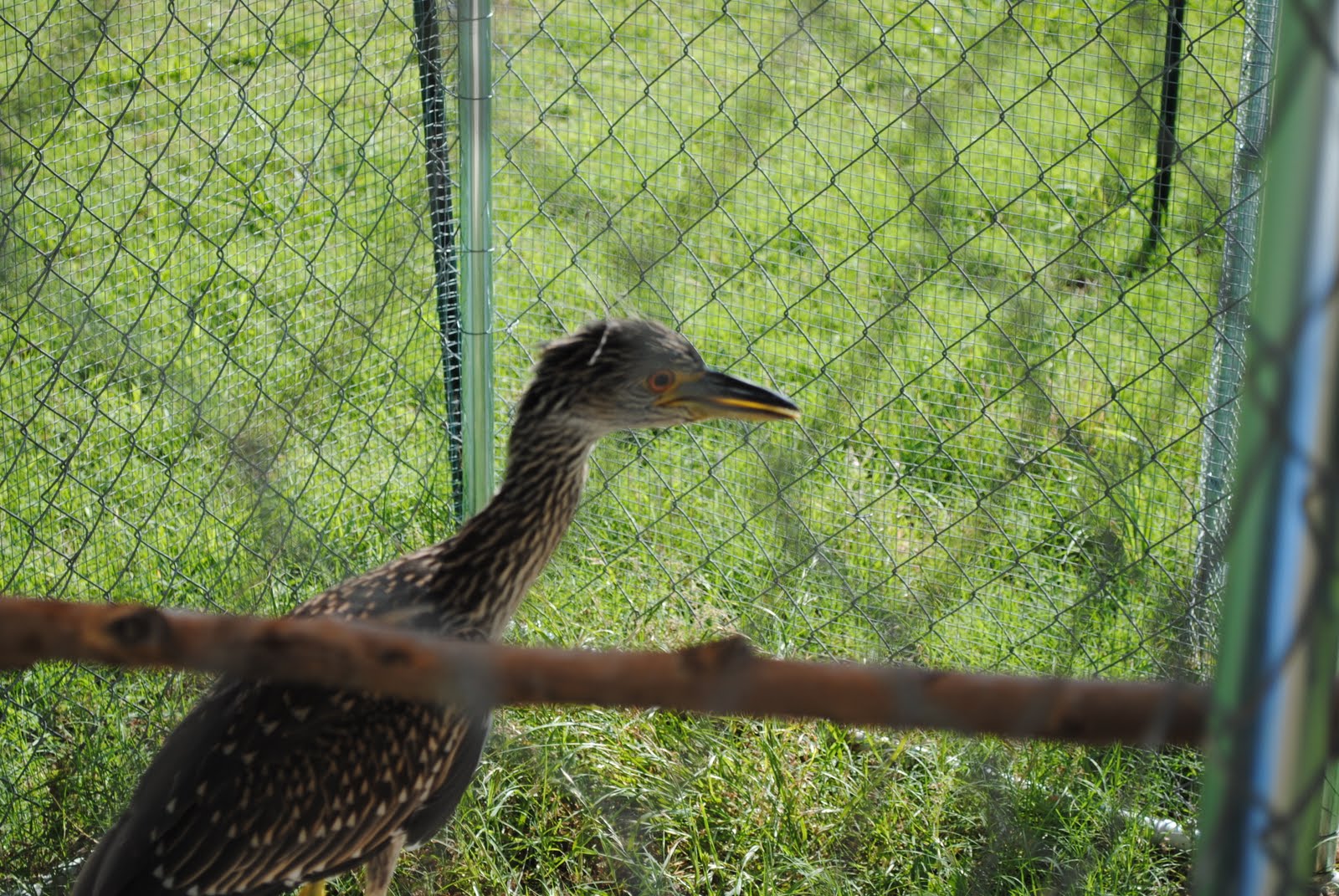 Wild Bird Rescue, Inc. Executive Director's Blog Milestones