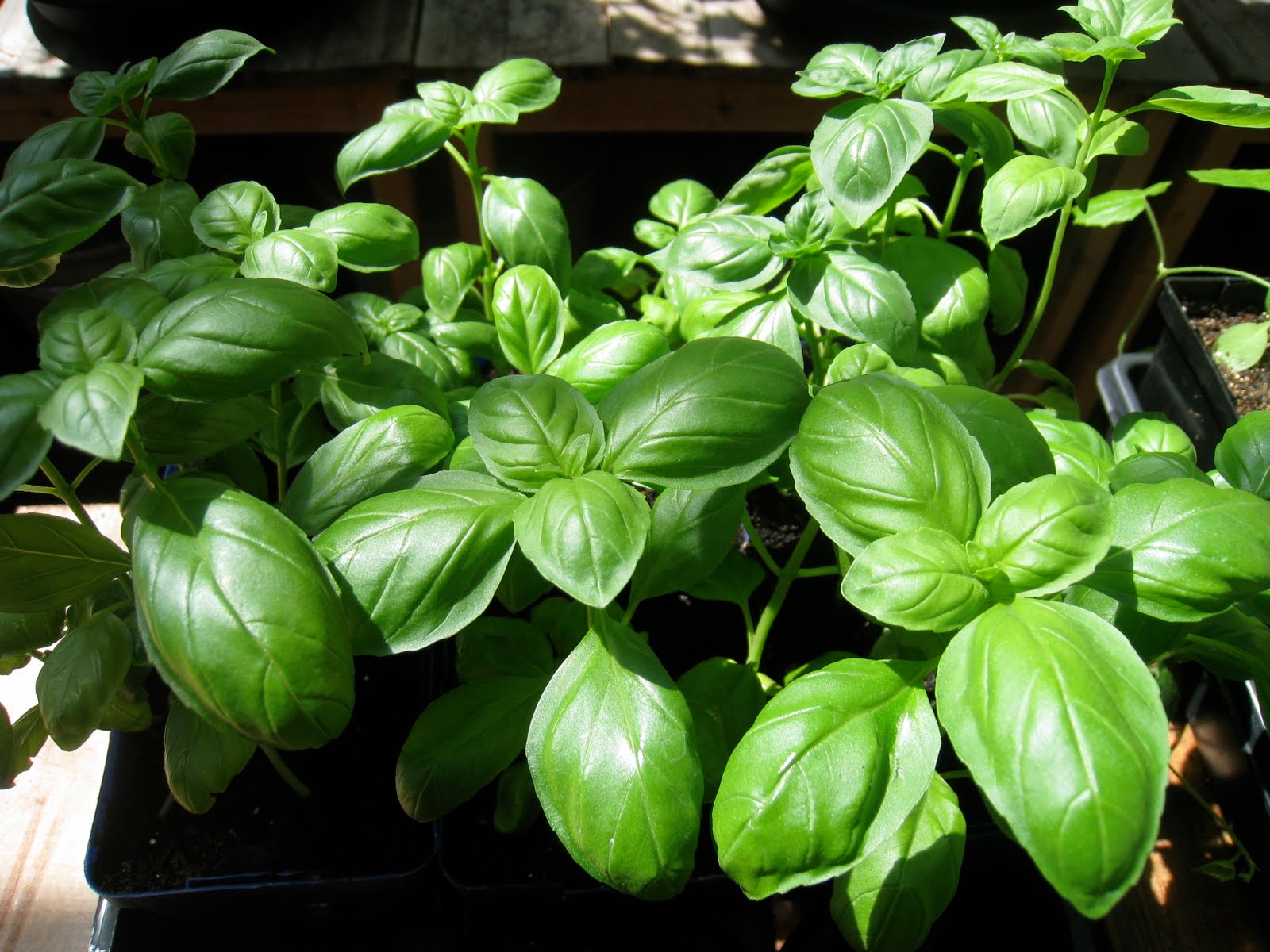 Christina's Garden basil in the garden